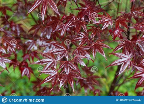 Red Leaves Of A Japanese Maple Acer Palmatum Stock Image Image Of
