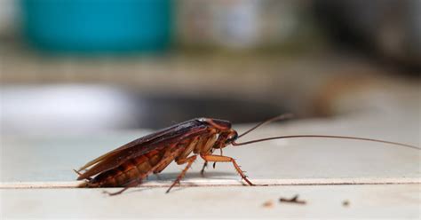 Common Household Bugs Pests And Insects Gga Pest Management