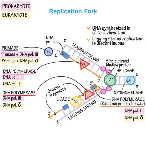 Ligase Dna Replication Diagram Labeled Dna Replication Steps Diagram