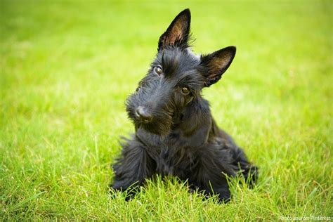 Interesting Facts About Scottish Terriers Just Fun Facts