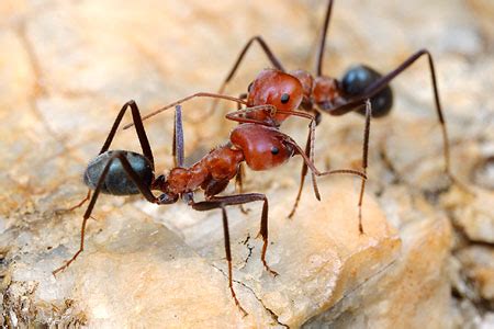 Check spelling or type a new query. Meat Ants - Barmac Pty Ltd