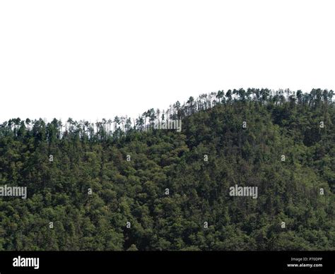 Treeline Horizon On Wooded Hills Isolated Against White Background Sky