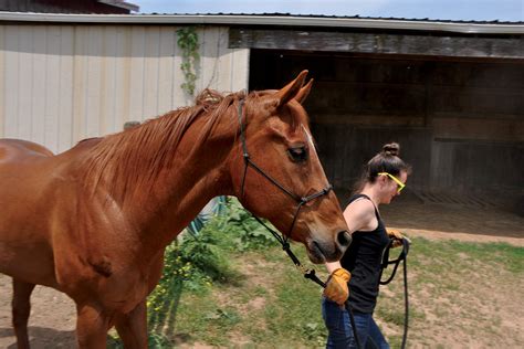 Maryland Horse Rescue 100 Volunteer Operated