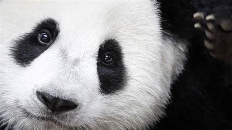 Mystery Solved Why Pandas Are Black And White Fox News