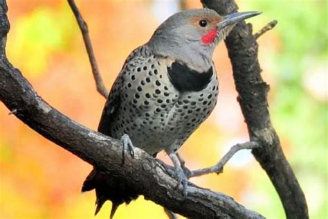 8 Woodpeckers In South Carolina Pictures