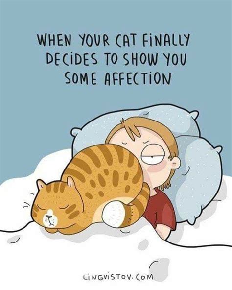 Pin By Carla Chipman On Cats Funny Doodles Funny Cats Cat Comics