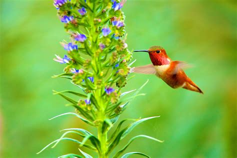 Hummingbird Flying Beside Purple Flowering Plant At Daytime In