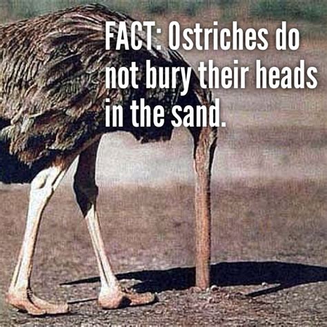 Ostriches Do Not Bury Their Heads In The Sand Head In The Sand