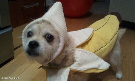 Hahahahaha Banana Dog Cute Animals Banana Costume Animals