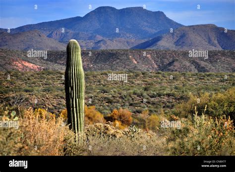 Arizona Desert Landscape With Cactus In Autumn Stock Photo Alamy