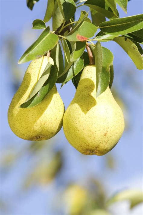 It lets you pick and choose your favorite kind of fruit from the hundreds of while specific care guidelines vary widely depending on the exact kind of fruit tree you're raising, several general strategies and tips. Caring for a Pear Tree | ThriftyFun