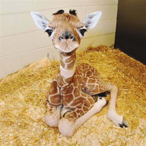 17 Unbelievably Cute Animals That Will Take Over The World Giraffe