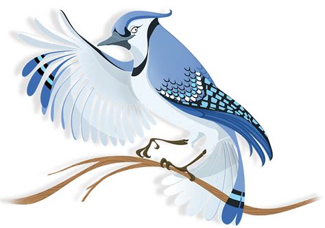 Blue Jay Png Hd Png Mart