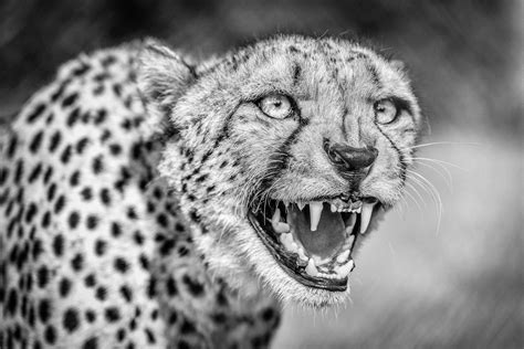 Angry Cheetah by Richard Langford / 500px | Cheetah, Cheetah drawing, Leopard tattoos