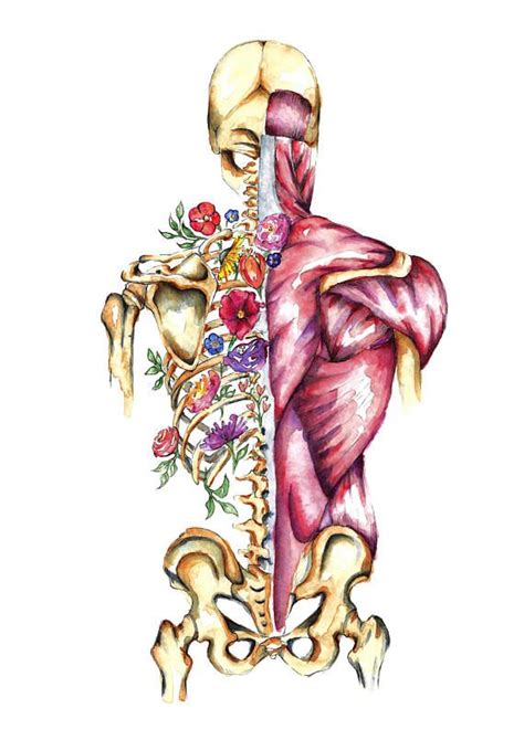 Human Back Bones Muscles Art Watercolor Print Clinic Wall Decor Pelvis