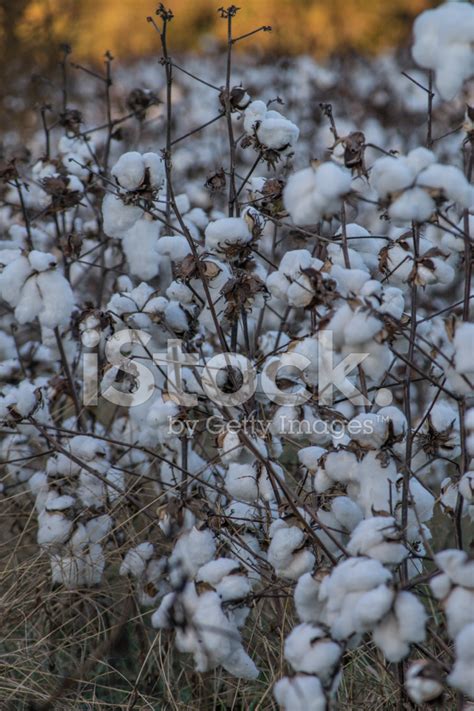 Field Of Cotton Ready For Harvest Large Bolls Stock Photo Royalty
