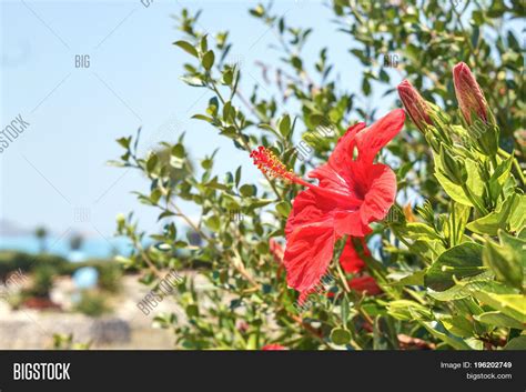 Red Flower Bloomed Image And Photo Free Trial Bigstock