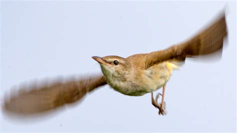 Tiny Songbirds Cross Deserts And Seas By Soaring Three Times Higher
