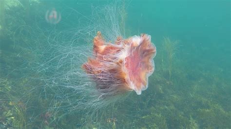 Lion's mane jellyfish have been observed below 42°n latitude for some time in the larger bays of the east coast of the united states. Giant Lion's Mane Jellyfish filmed up close in 1080p - YouTube
