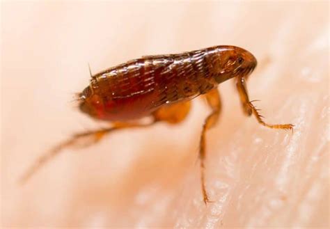 Flea Pest Control Eraserpest Cambridgeshire Essex And Suffolk