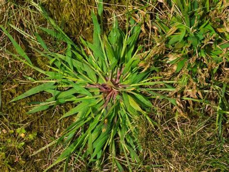 Battle Common Weeds—and Win Common Weeds In Georgia Ng Turf