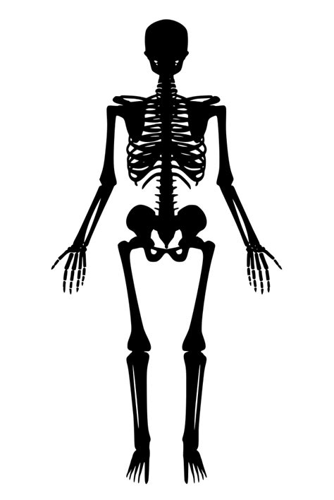 Svg Anatomy Skeleton Skull Human Free Svg Image And Icon Svg Silh