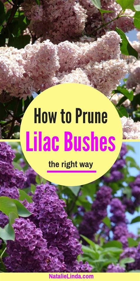 Learn How To Prune Lilac Bushes The Right Way So That They Retain Their