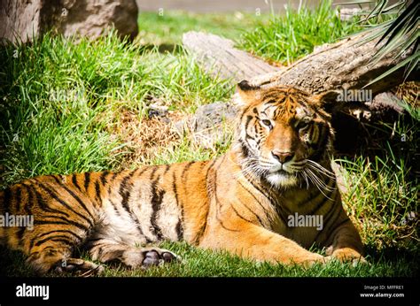Endangered Big Cat Species Close Up In A Mexican Zoo Stock Photo Alamy