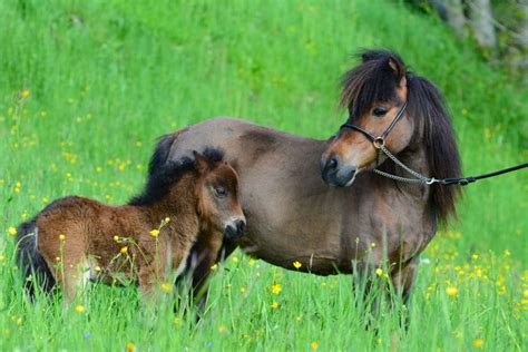 Falabella 5 Choses à Savoir Sur Ce Cheval Miniature