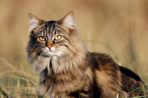Domestic Longhaired Cat Vs Australian Mist Breed Comparison