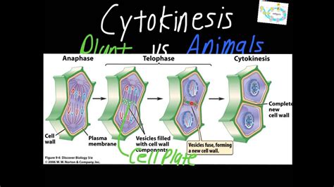 Cytokinesis Plant Vs Animal Cells Youtube