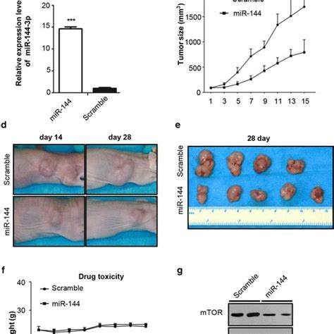 mir 144 3p agomir suppresses tumor growth in a xenograft mouse model of download scientific