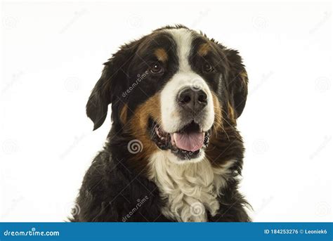 Bernese Mountain Dog Berner Sennenhund In Studio With White Background