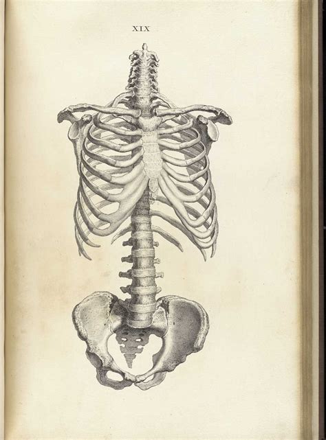 A lesson on human skeletal system. rib cage on Pinterest | Anatomy, Bones and Skeletons