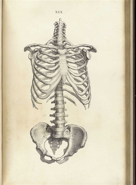 This framework consists of many individual bones and cartilages. rib cage on Pinterest | Anatomy, Bones and Skeletons