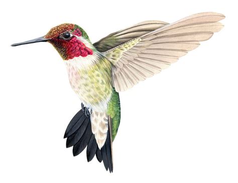 Annas Hummingbird In Flight Framed Art Print By Liz Clayton Fuller