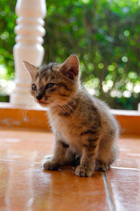 Free Picture Cat Cute Portrait Animal Outdoor Kitten Young