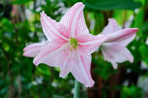 Star Lily Flower Stock Image Image Of Botanical Cute 152455135