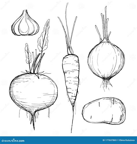 Vegetables Cultivated Root Crops Spicy Herbs Drawn With Contour Lines