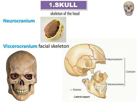 Ppt Cranium Skull Powerpoint Presentation Free Download Id6146300
