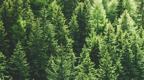 Download Wallpaper 1920x1080 Forest Trees Aerial View Pines Tops