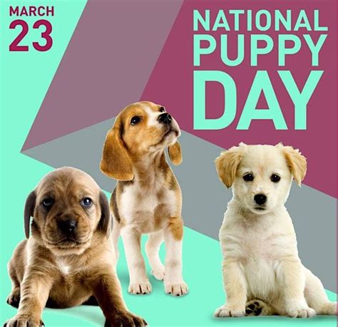 Celebrate National Puppy Day Potential Puppy Adoption Arlington