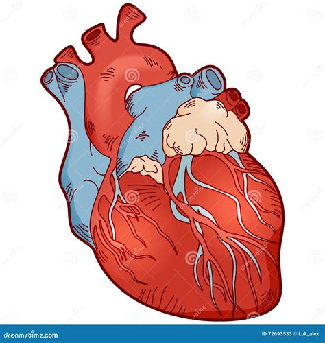 Corazón Del Ser Humano De La Anatomía Ilustración Del Vector