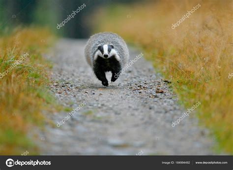 Badger Running Forest Road Animal Nature Habitat Germany Europe