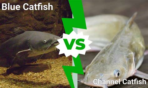 Blue Catfish Vs Channel Catfish 5 Key Differences A Z Animals
