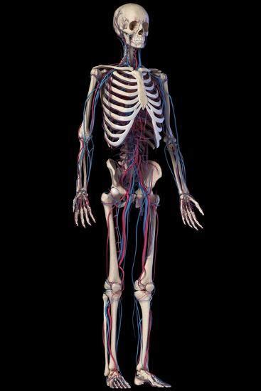 Human Skeleton With Veins And Arteries Front Perspective View On
