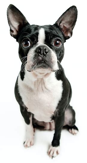 Carbohydrates play an important role in any food for the boston terrier. Best Dog Food For Boston Terriers | Puppy, Adult & Senior ...