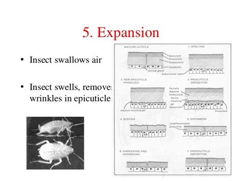 Exoskeletonandmolting Of Insects