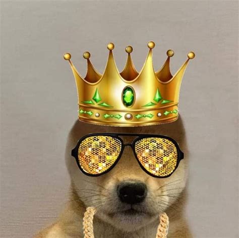 Pin De Stilly En Dog With Hat Cachorros Adorables Fotos De Perros