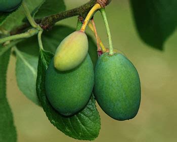 Identifying a plum tree 2021, kan. Aphids on plum and cherry: identification, images, ecology
